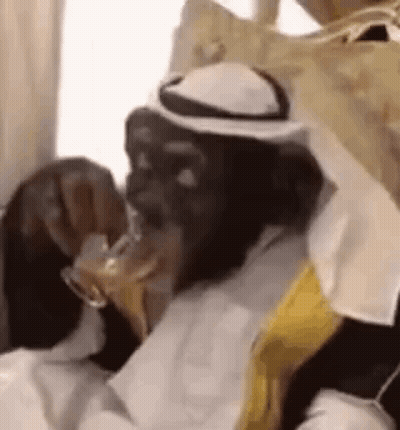 Chimpanzee In White Hat And Tie Drinking GIF