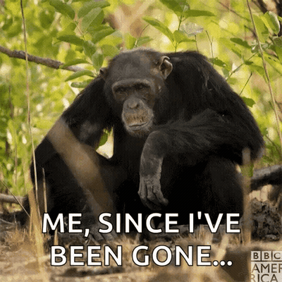 Chimpanzee In Woods Saying Me Since I've Been Gone GIF