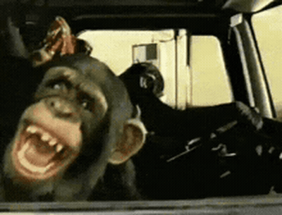 Chimpanzee Looking Out Car Window GIF
