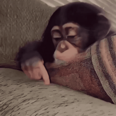 Chimpanzee Lying On Couch Pointing At Paper GIF