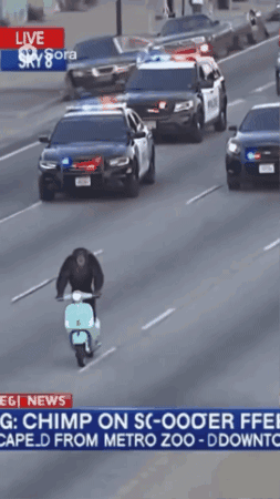 Chimpanzee On Scooter With Police Car On Highway GIF