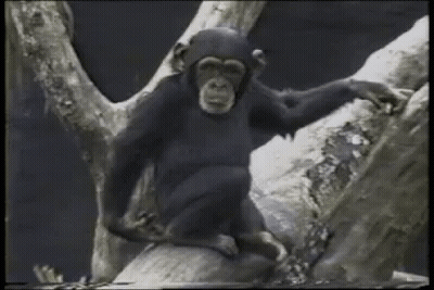 Chimpanzee Sitting On Tree Branch GIF