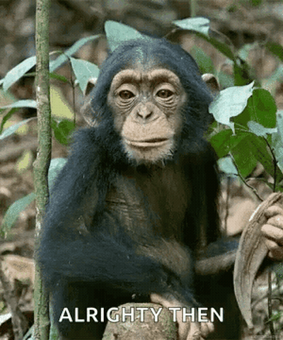 Chimpanzee Sitting On Tree Branch GIF
