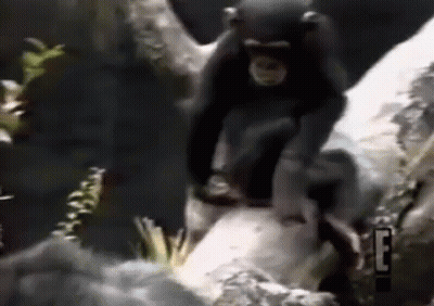 Chimpanzee Sitting On Tree Branch GIF
