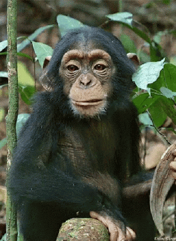 Chimpanzee Sitting On Tree Branch GIF