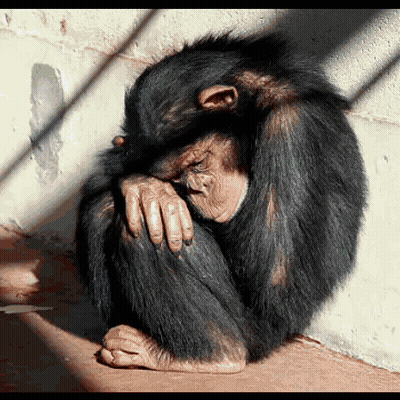 Chimpanzee Sitting With Head In Hands GIF