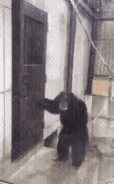 Chimpanzee Standing In Front Of Door GIF