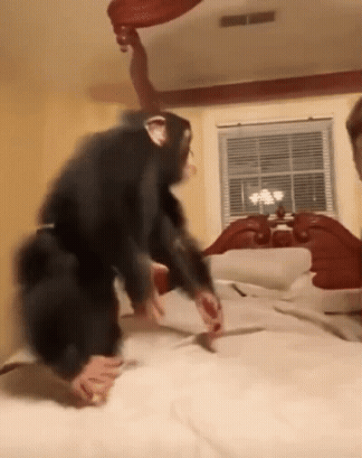 Chimpanzee Standing On Bed In Bedroom GIF
