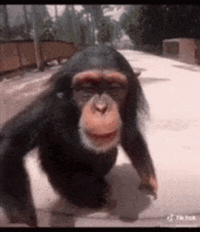 Chimpanzee Walking Down Sidewalk With Mouth Open GIF