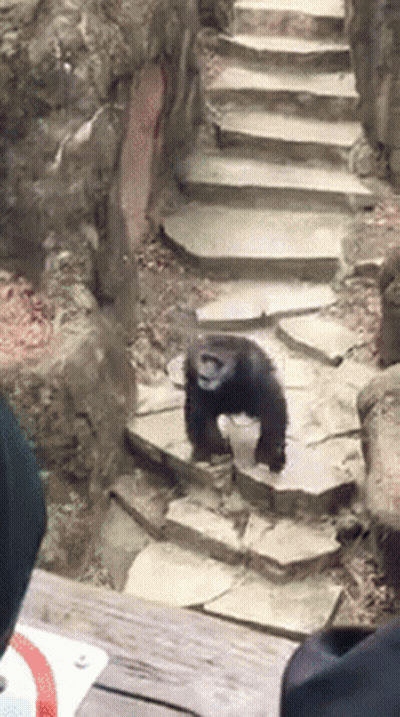 Chimpanzee Walking Down Stone Steps GIF
