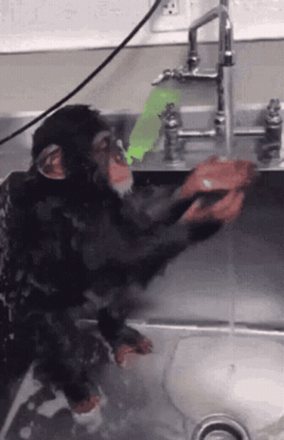 Chimpanzee Washing Hands In Sink GIF