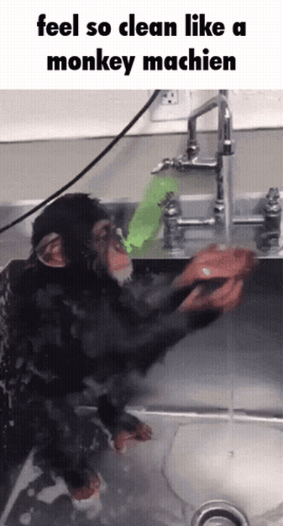 Chimpanzee Washing Sink Feel So Clean Monkey Machin GIF