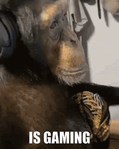 Chimpanzee Wearing Headphones Says Is Gaming GIF