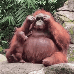 Chimpanzee Wearing Sunglasses GIF