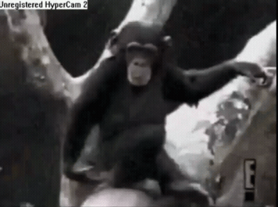 Chimpanzee With HyperCam 2 Watermark GIF