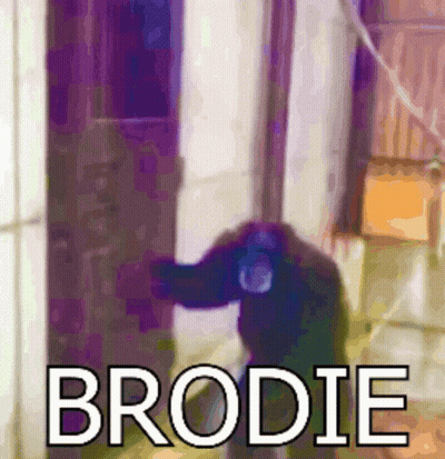 Chimpanzee With Name Brodie GIF