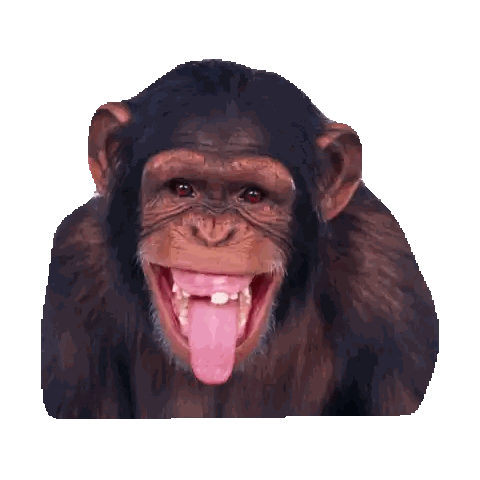 Chimpanzee With Tongue Out Sticker