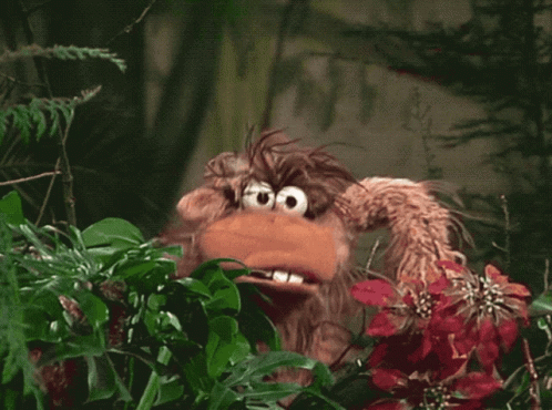 Chimpanzees Dancing With Real Bloon Hours GIF