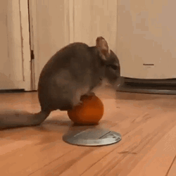 Chinchilla Balancing On Top Of Ball GIF