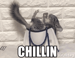 Chinchilla Eating Chocolate Chillin GIF
