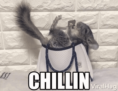 Chinchilla Laying In White Bag Chillin Viralhog GIF
