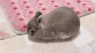 Chinchilla Laying On Back On Pink Blanket GIF