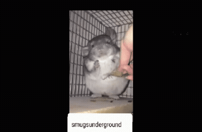 Chinchilla Sitting In Cage Eating Food GIF