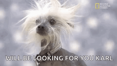 Chinese Crested Dog With Long Beard Looking For Owner GIF