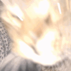 Chipi Chipi Chapa Chapa Cat Dolly Zoom GIF
