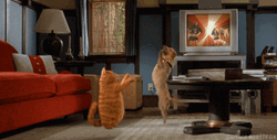 Chipi Chipi Chapa Chapa Cat Garfield Animation GIF