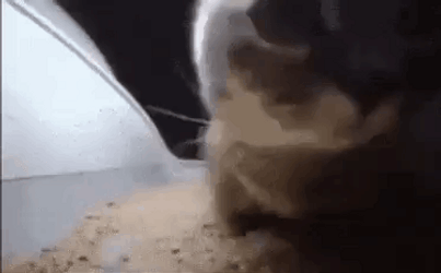 Chipi Chipi Chapa Chapa Cat Head Swaying GIF