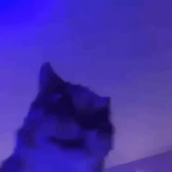 Chipi Chipi Chapa Chapa Trippy Shaking Cat GIF