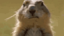 Chipmunk Chewing Bubble Gum GIF