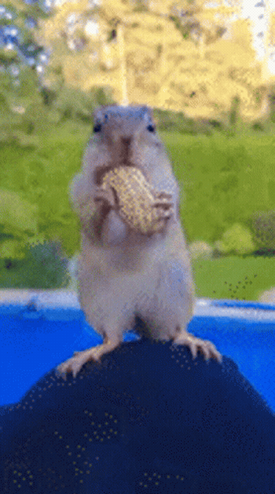 Chipmunk Eating Corn On The Cob Standing On Ball GIF