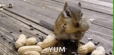 Chipmunk Eating Peanuts Saying Yum GIF