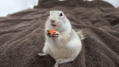 Chipmunk Holding Carrot GIF
