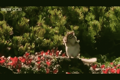 Chipmunk Standing In Garden BBC One GIF