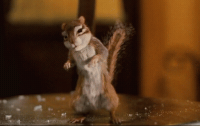 Chipmunk Standing On Hind Legs Looking At Camera GIF
