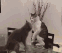 Choking Wrestling Fight Cats GIF