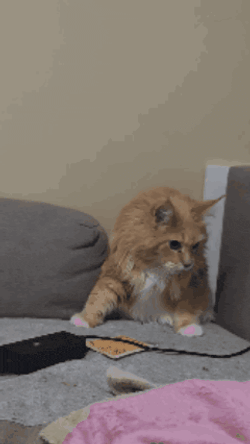 Chonk Chonker GIF