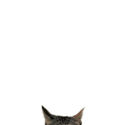 Chonk Chonky Sticker GIF