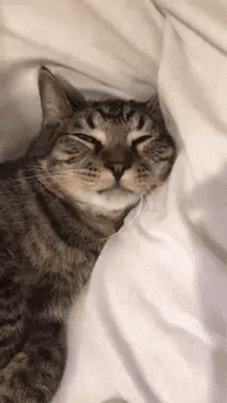 Choose Violence Cat Bite Cuddle GIF