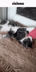 Choose Violence Cat Toy Play GIF