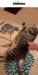 Choose Violence Cute Cat Bite  GIF