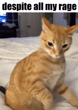 Choose Violence Orange Cat Rage GIF