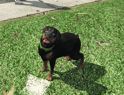 Chop Hungry Dog GIF