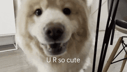 Chow You Are So Cute GIF