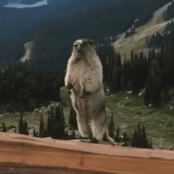 Christian Marmot GIF