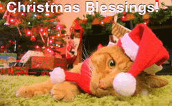 Christmas Blessings From Tired Santa Cat GIF
