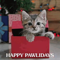 Christmas Cat Gift In A Box GIF